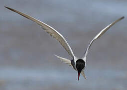 Whiskered Tern