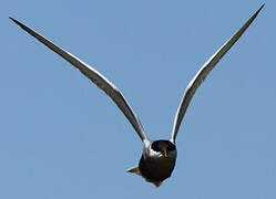 Whiskered Tern