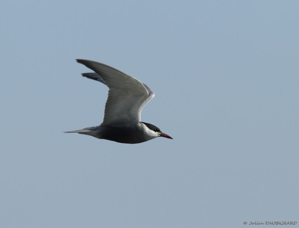 Whiskered Ternadult, Flight