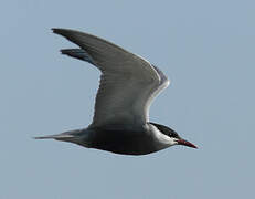 Whiskered Tern