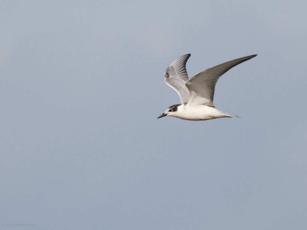 Guifette moustacjuvénile, identification