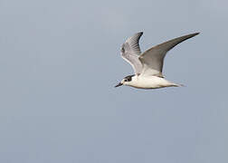 Whiskered Tern