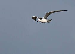 Whiskered Tern