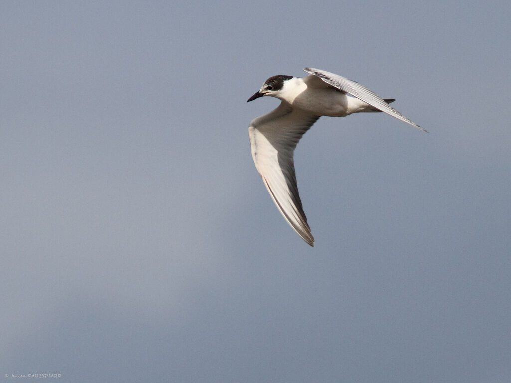 Whiskered Ternjuvenile, identification