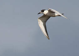 Whiskered Tern