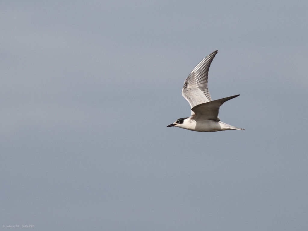 Guifette moustacjuvénile, identification