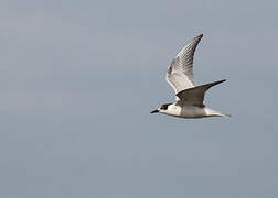 Whiskered Tern