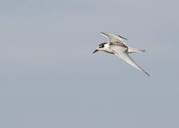 Whiskered Tern