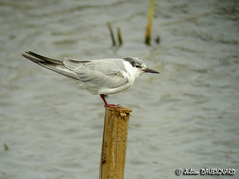 Whiskered Tern