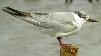 Whiskered Tern