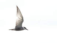 Whiskered Tern