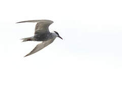 Whiskered Tern