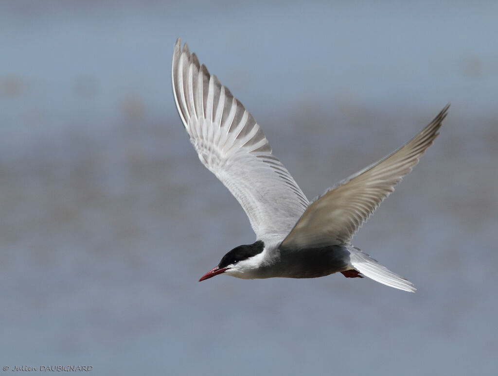 Whiskered Ternadult, Flight