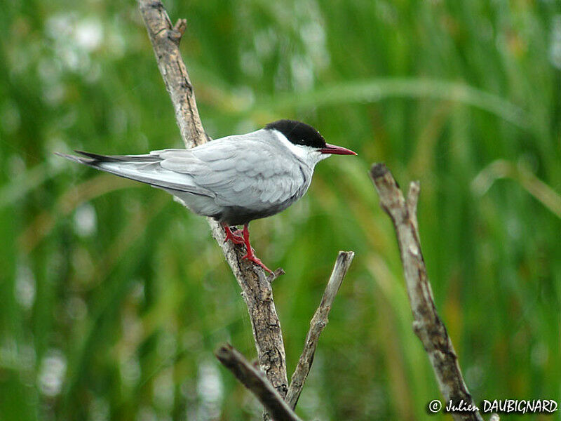 Whiskered Tern