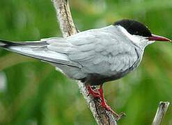 Whiskered Tern