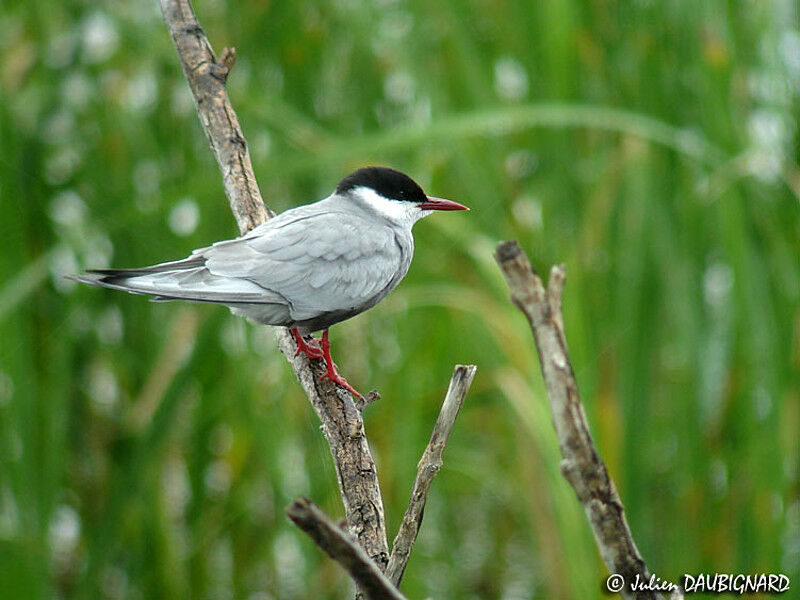 Whiskered Tern