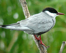 Whiskered Tern