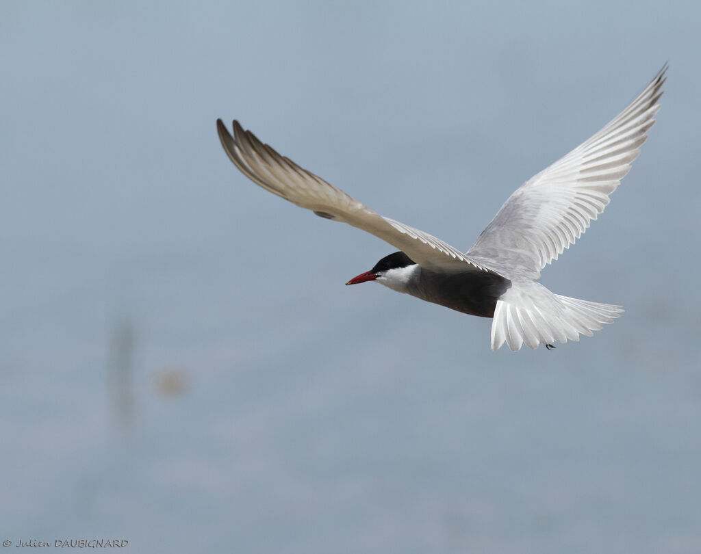 Whiskered Ternadult, Flight