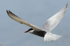 Whiskered Tern