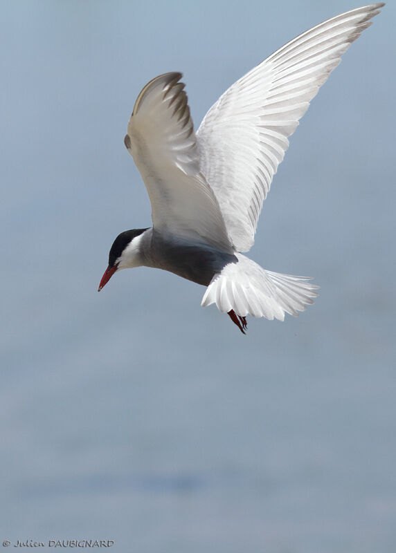 Whiskered Ternadult, Flight