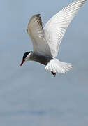 Whiskered Tern