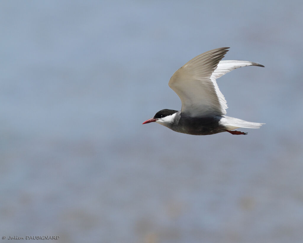 Whiskered Ternadult, Flight