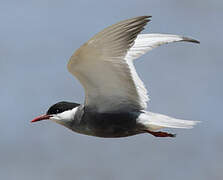 Whiskered Tern