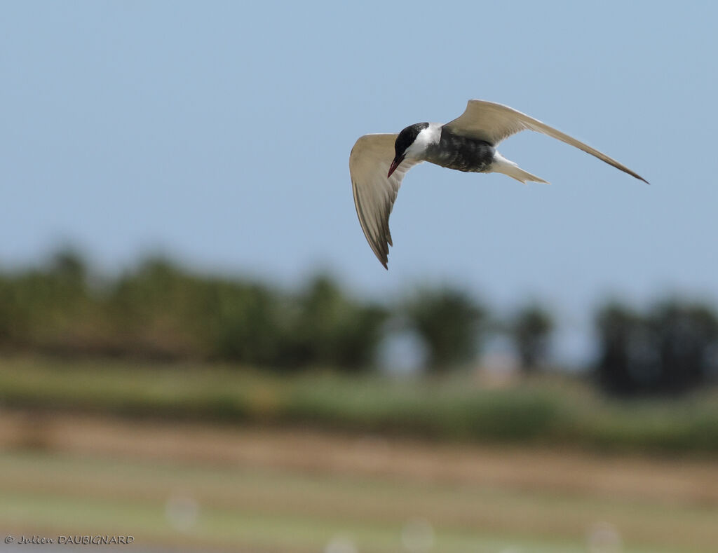 Whiskered Ternadult, Flight