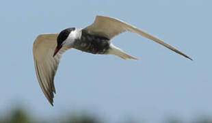 Whiskered Tern