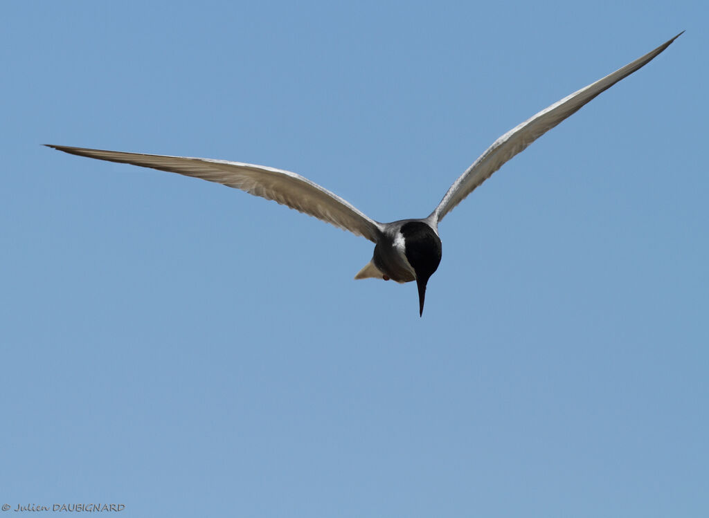 Whiskered Ternadult, Flight