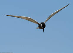 Whiskered Tern