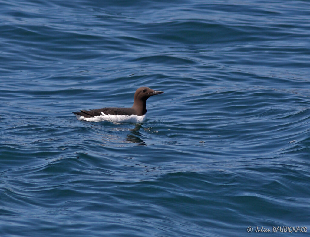 Guillemot de Troïl, identification