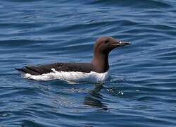 Common Murre