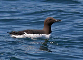 Guillemot de Troïl