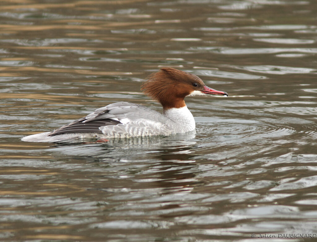 Common Merganser female, identification