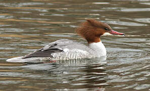 Common Merganser