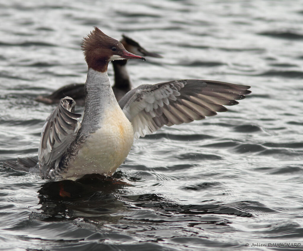 Common Merganser female, identification