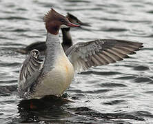 Common Merganser