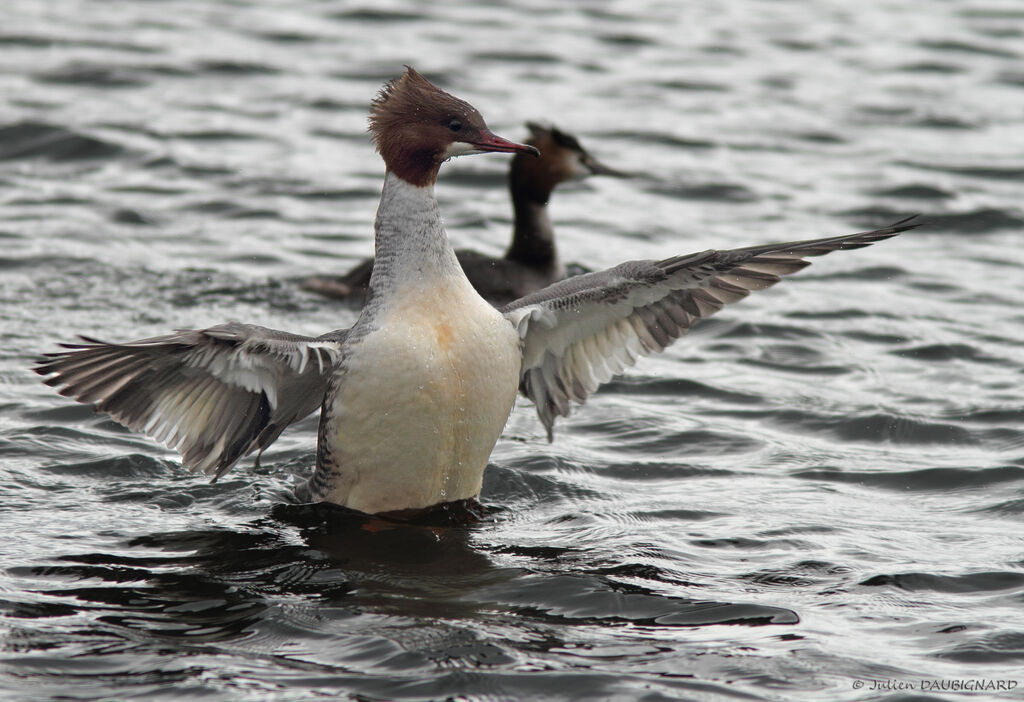 Common Merganser female, identification