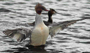 Common Merganser