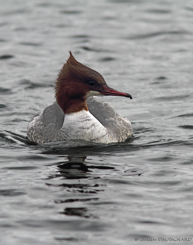 Common Merganser female adult, identification