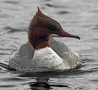 Common Merganser