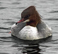 Common Merganser