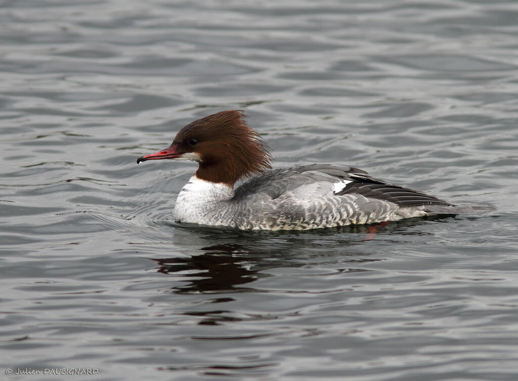 Common Merganser female, identification