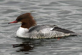 Common Merganser