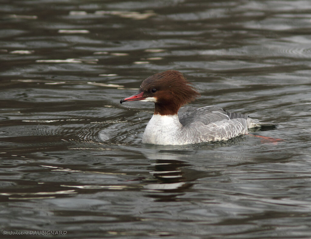 Common Merganser female, identification