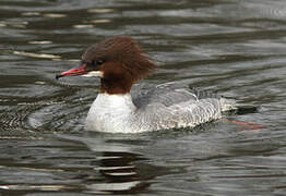 Common Merganser