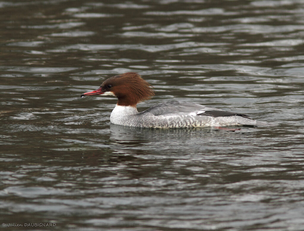 Common Merganser female, identification