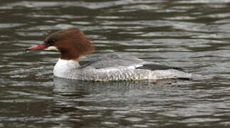 Common Merganser