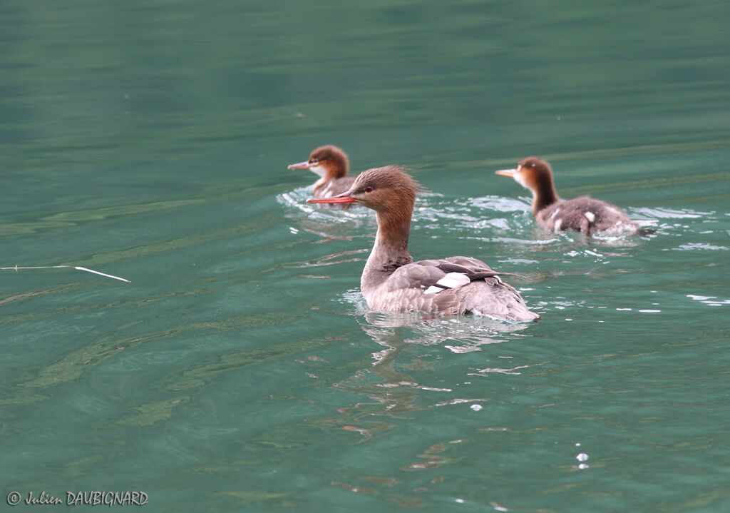 Red-breasted Merganser female, identification